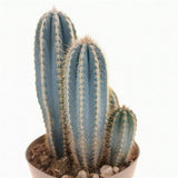 Cactus Pilosocereus Go - 20 cm - VERDENA-20 cm inaltime in ghiveci de 1.2 L