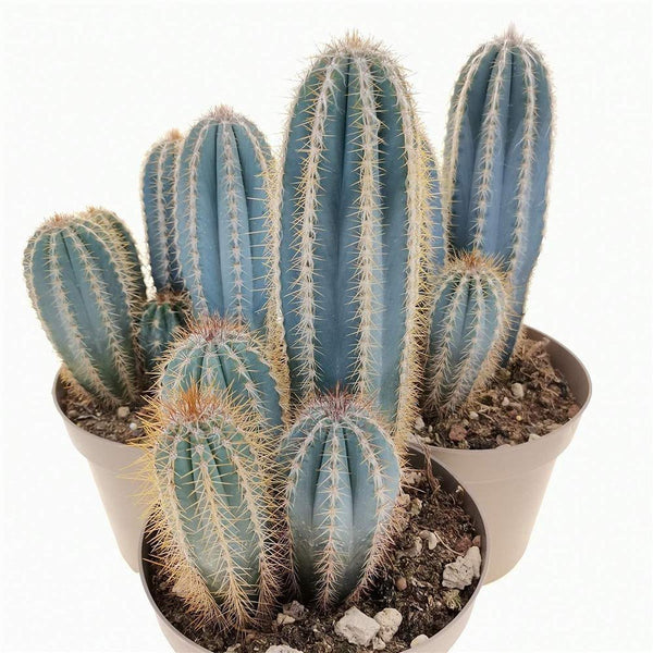 Cactus Pilosocereus Go - 30 cm - VERDENA-30 cm inaltime, livrat in ghiveci de 3 l