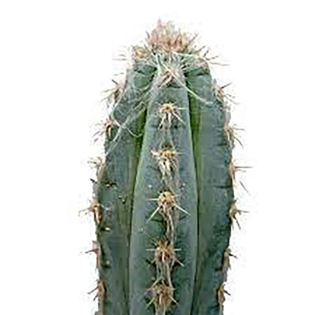 Cactus Pilosocereus Go - 30 cm - VERDENA-30 cm inaltime, livrat in ghiveci de 3 l