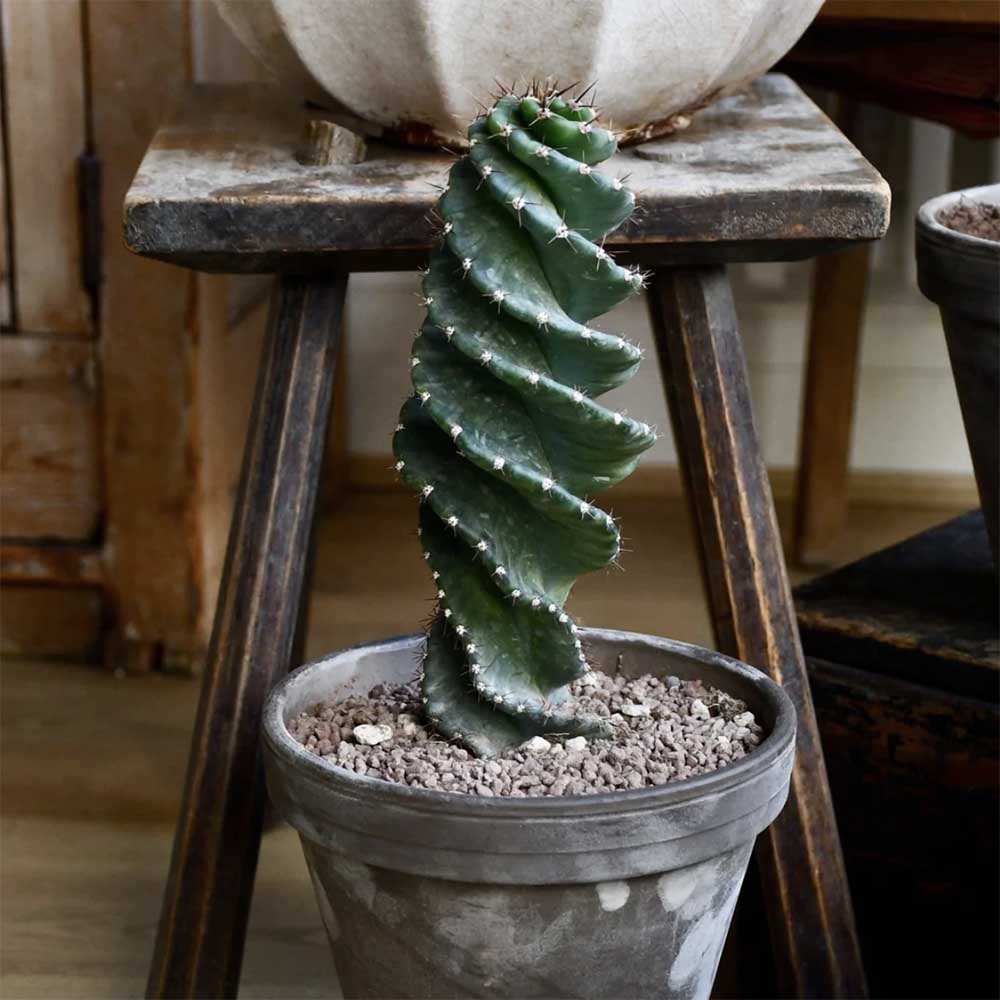 Cactus Spirala - 25 cm - VERDENA-25 cm la livrare, in ghiveci de Ø 10 cm