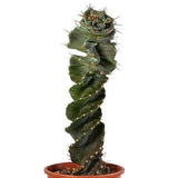 Cactus Spirala 50cm - VERDENA-50 cm la livrare, in ghiveci de Ø 17 cm