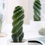 Cactus Spirala 50cm - VERDENA-50 cm la livrare, in ghiveci de Ø 17 cm