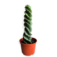 Cactus Spirala 50cm - VERDENA-50 cm la livrare, in ghiveci de Ø 17 cm