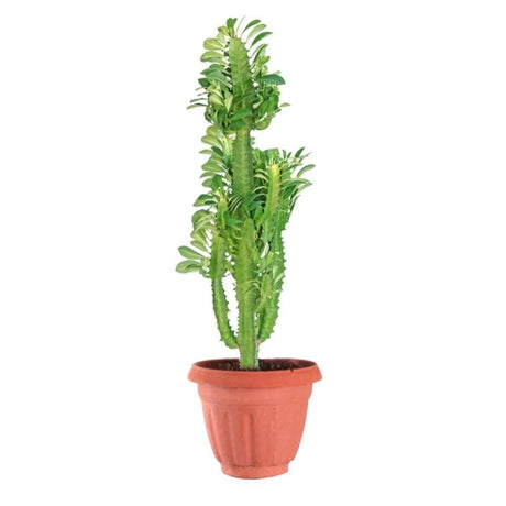 Cactusul Cu Trei Muchii - 50 cm - VERDENA-50 cm inaltime in ghiveci de 3 l