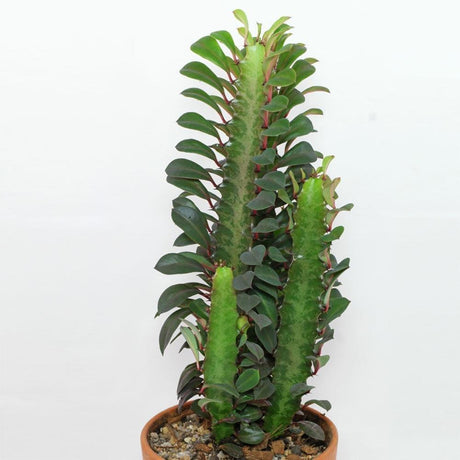 Cactusul Cu Trei Muchii, 20 cm la livrare, in ghiveci Ø 12 cm