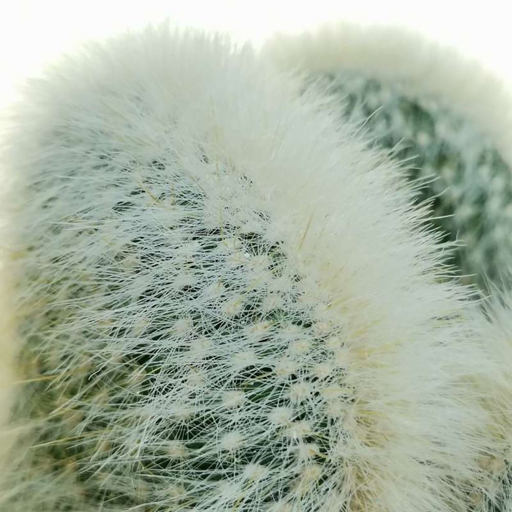 Cactusul Torta de Argint (Cleistocactus strausii) - VERDENA-30 cm inaltime, livrat in ghiveci de 3 l