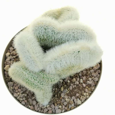 Cactusul Torta de Argint (Cleistocactus strausii) - VERDENA-30 cm inaltime, livrat in ghiveci de 3 l