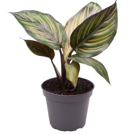 Calathea Beauty Star - 12 cm