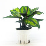 Calathea Beauty Star - 12 cm - VERDENA-12 cm la livrare in ghiveci Ø6 cm