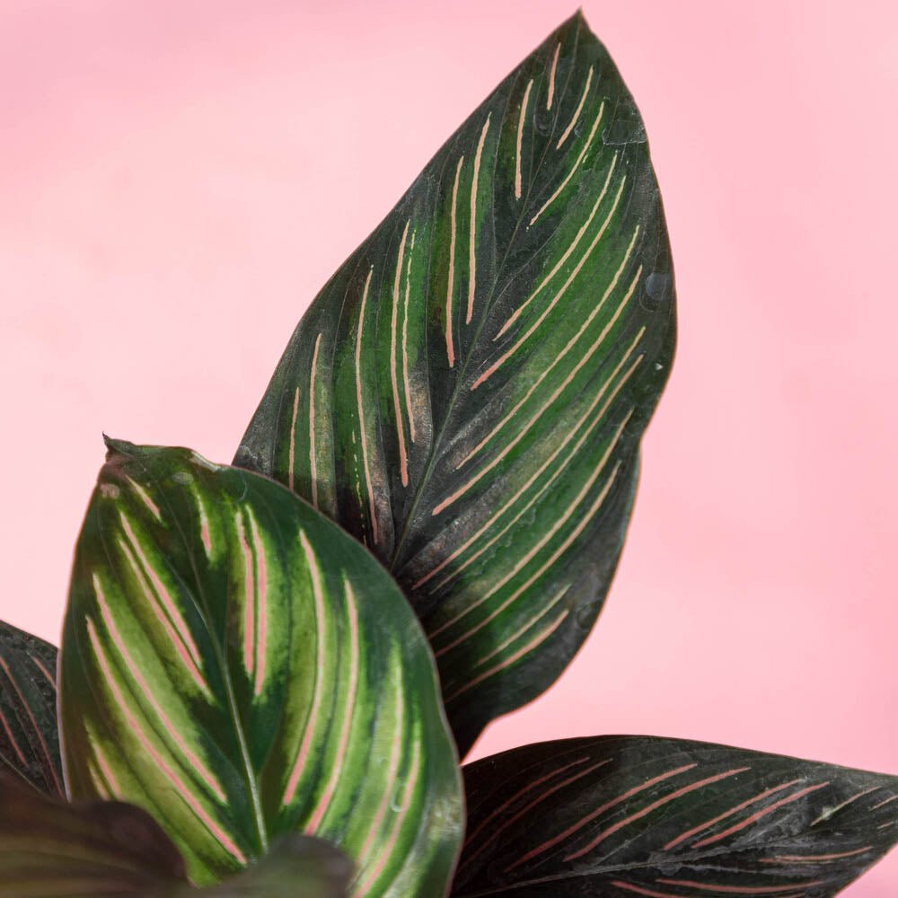 Calathea Beauty Star - 12 cm - VERDENA-12 cm la livrare in ghiveci Ø6 cm