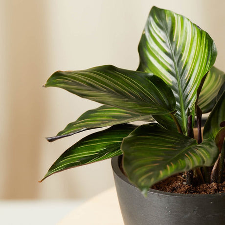 Calathea Beauty Star - 12 cm