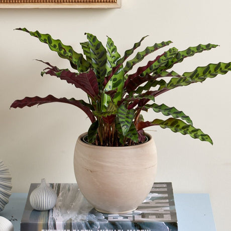 Calathea Insignis - 55 cm