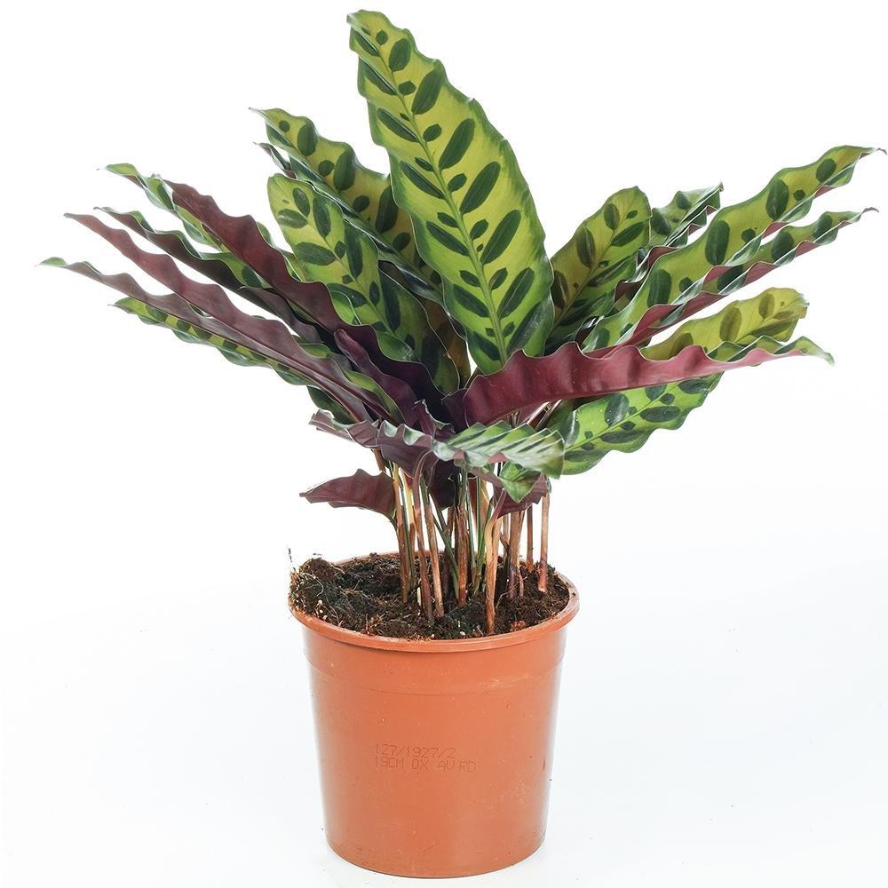 Black Friday - Reduceri Calathea Insignis - 60 cm Promotie