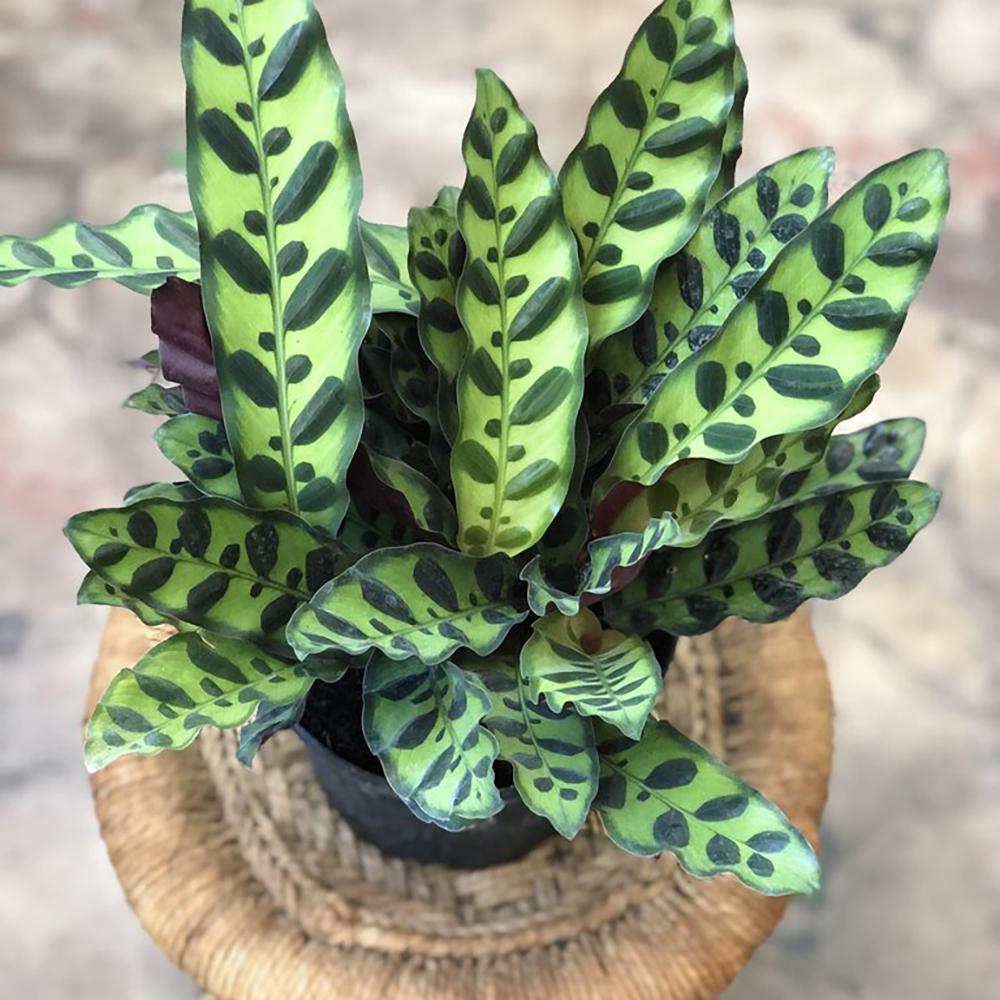 Calathea Insignis - 60 cm - VERDENA-60 cm la livrare in ghiveci de 3 l