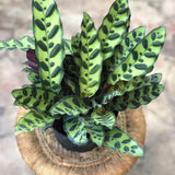 Black Friday - Reduceri Calathea Insignis - 60 cm Promotie