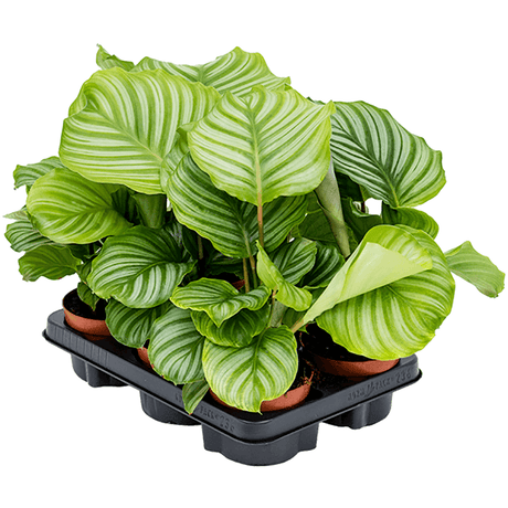 Calathea Orbifolia - 30 cm