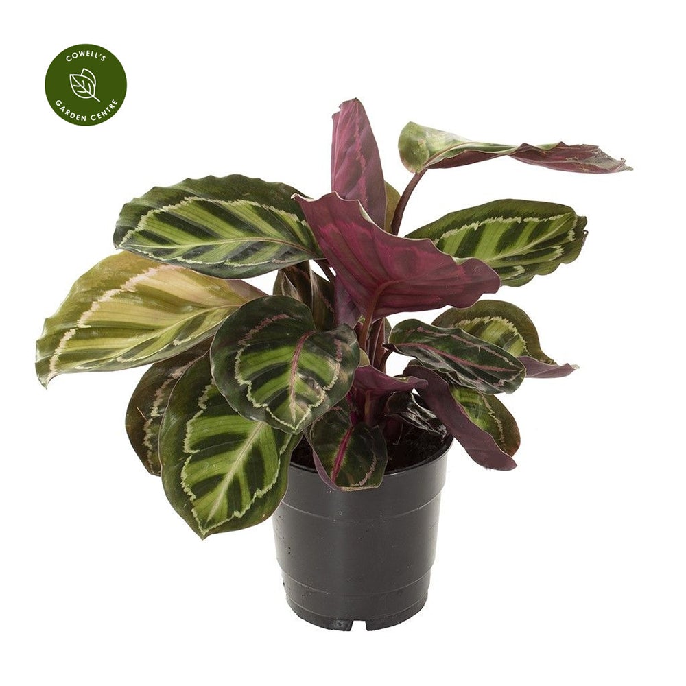 Calathea Rosea - 30 cm - VERDENA-30 cm inaltime la livrare, in ghiveci cu Ø 12 cm