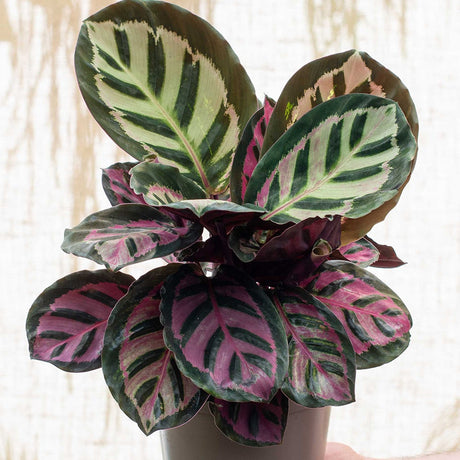 Calathea Rosea - 30 cm