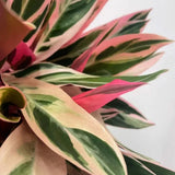 Calathea Tricolor Triostar (Stromanthe sanguinea Triostar) - VERDENA-80 cm inaltime, livrat in ghiveci de 4 l