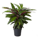Calathea Wavestar - 70 cm - VERDENA-70 cm inaltime la livrare