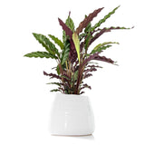 Calathea Wavestar - 70 cm - VERDENA-70 cm inaltime la livrare
