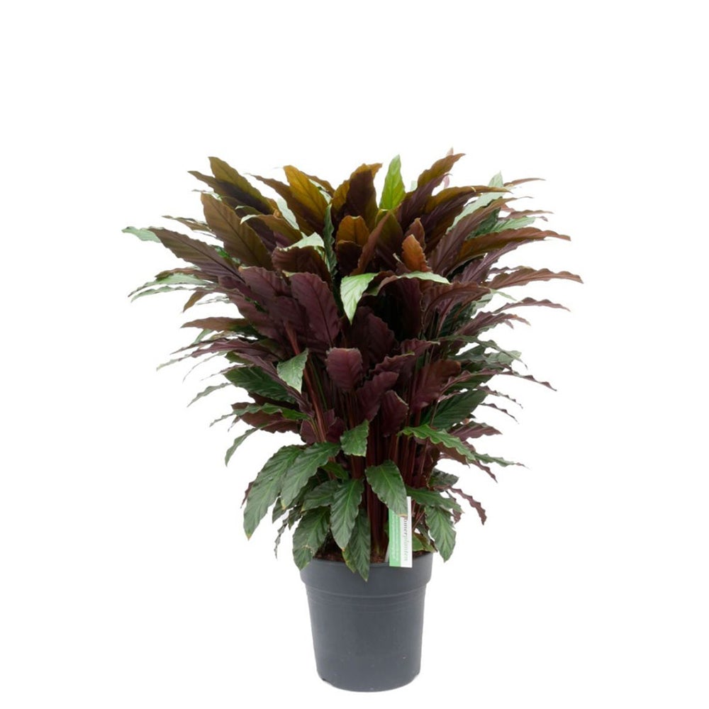 Calathea Wavestar - 70 cm - VERDENA-70 cm inaltime la livrare