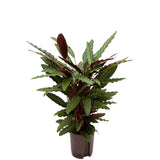Calathea Wavestar - 70 cm - VERDENA-70 cm inaltime la livrare