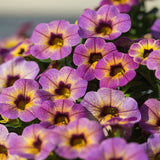 Calibrachoa (Petunie) Chameleon® Blueberry Scone, ghiveci de 1L si ?12cm