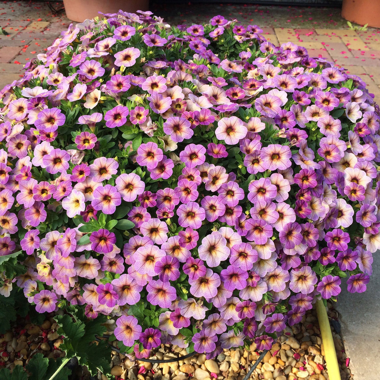 Calibrachoa (Petunie) Chameleon® Blueberry Scone, ghiveci de 1L si ?12cm