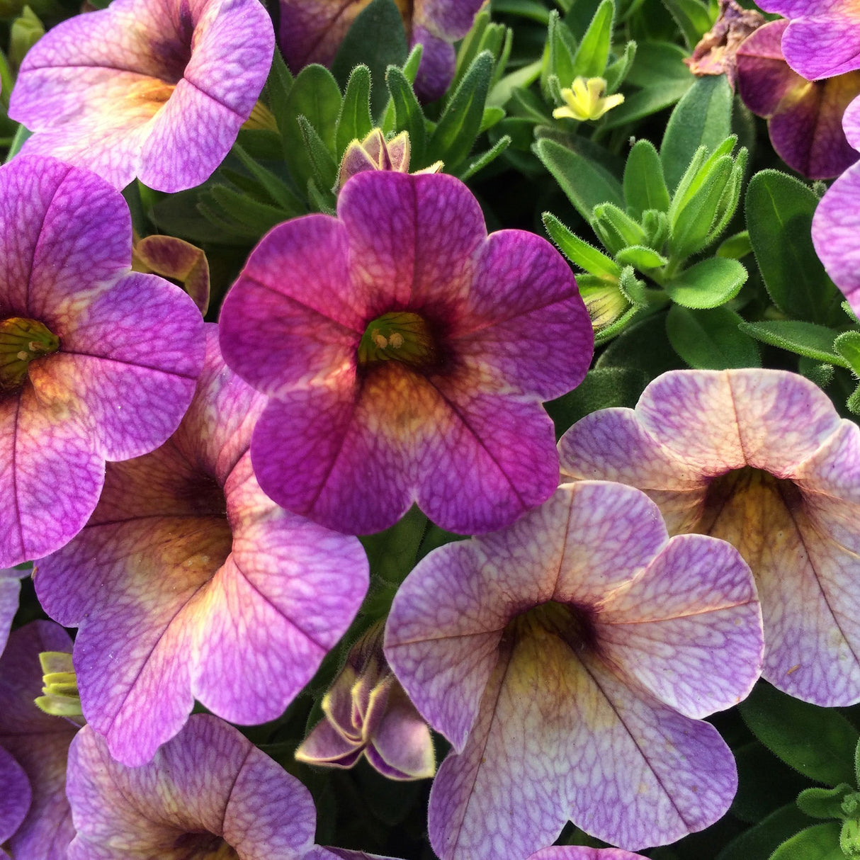 Calibrachoa (Petunie) Chameleon® Blueberry Scone, ghiveci de 1L si ?12cm