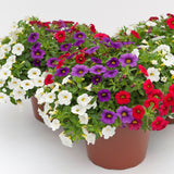 Calibrachoa (Petunie) Calipetite Mix BlueRedWhite, ghiveci de 1L si ?12cm