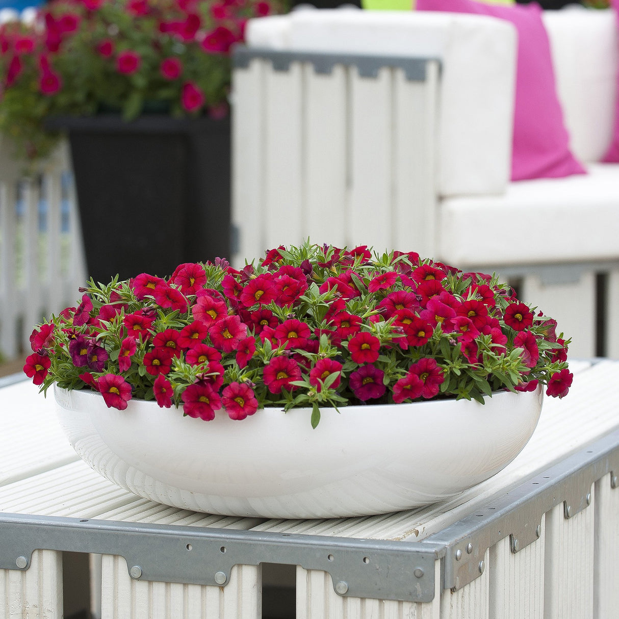 Black Friday - Reduceri Calibrachoa (Petunie) Calipetite Red Promotie