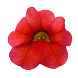 Black Friday - Reduceri Calibrachoa (Petunie) Calipetite Red Promotie