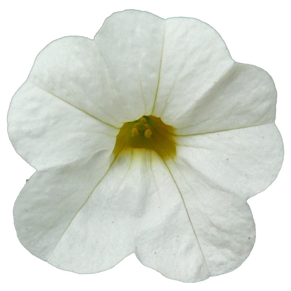 Calibrachoa (Petunie) Calipetite White, ghiveci de 1L si ?12cm