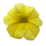 Calibrachoa (Petunie) Calipetite Yellow, ghiveci de 1L si ?12cm