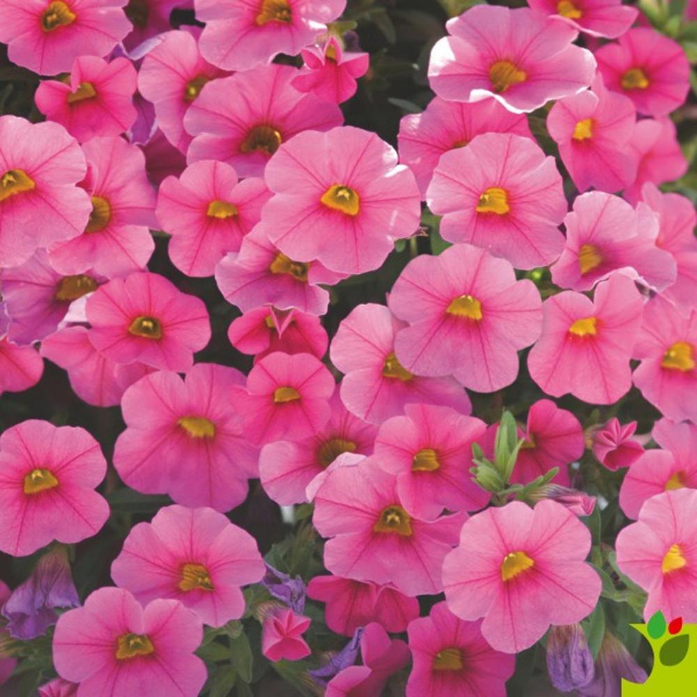 Calibrachoa Calitastic Raspberry Calibrachoa (Petunie) Calitastic Ballerina | Verdena – VERDENA