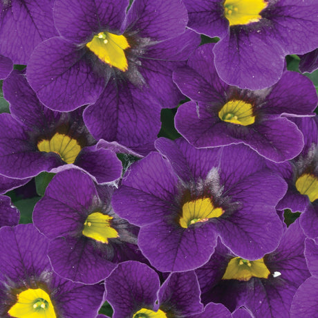 Calibrachoa (Petunie) Calitastic Dark Violet, ghiveci de 1L si ?12cm