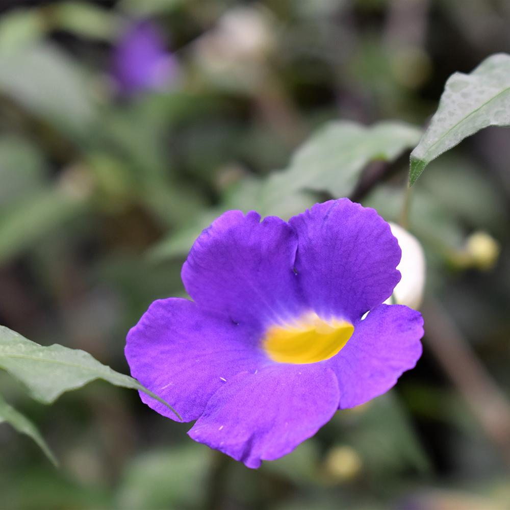 Calibrachoa (Petunie) Indigo, ghiveci de 1L si ?12cm