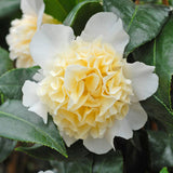 Camellia Brushfields Yellow - VERDENA-40-50 cm inaltime livrat in ghiveci de 3 L