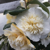 Camellia Brushfields Yellow - VERDENA-40-50 cm inaltime livrat in ghiveci de 3 L