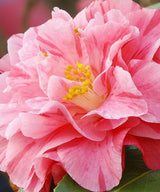 Camellia Japonica Pink, Height: 50CM; Pot Size: 3L