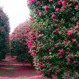 Camellia Japonica Pink, Height: 50CM; Pot Size: 3L