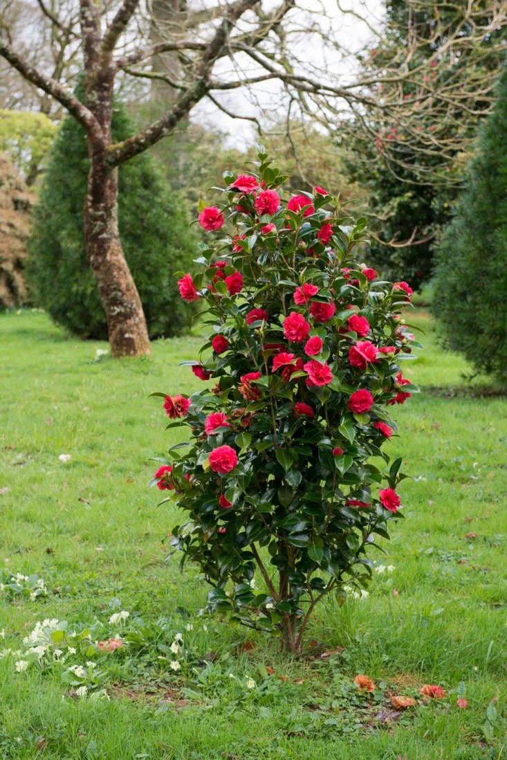 Camellia Lady Campbell - VERDENA-80-100 cm inaltime livrat in ghiveci de 7.5 L