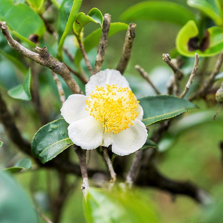 Camellia sinensis arborele de ceai, 50 cm la livrare, in ghiveci de 2L