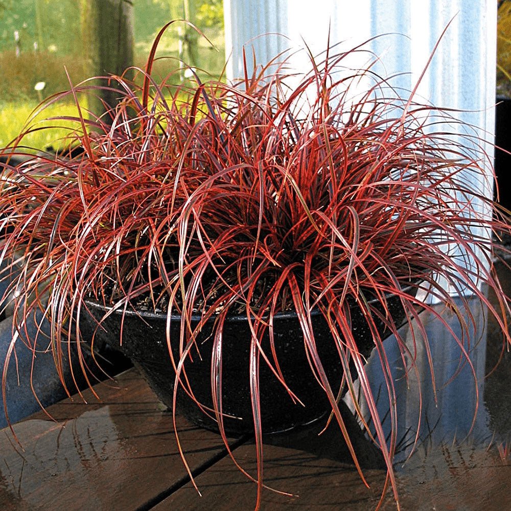 Carex rosu-burgundia Everflame - VERDENA-40-50 cm inaltime, livrat in ghiveci de 4 l