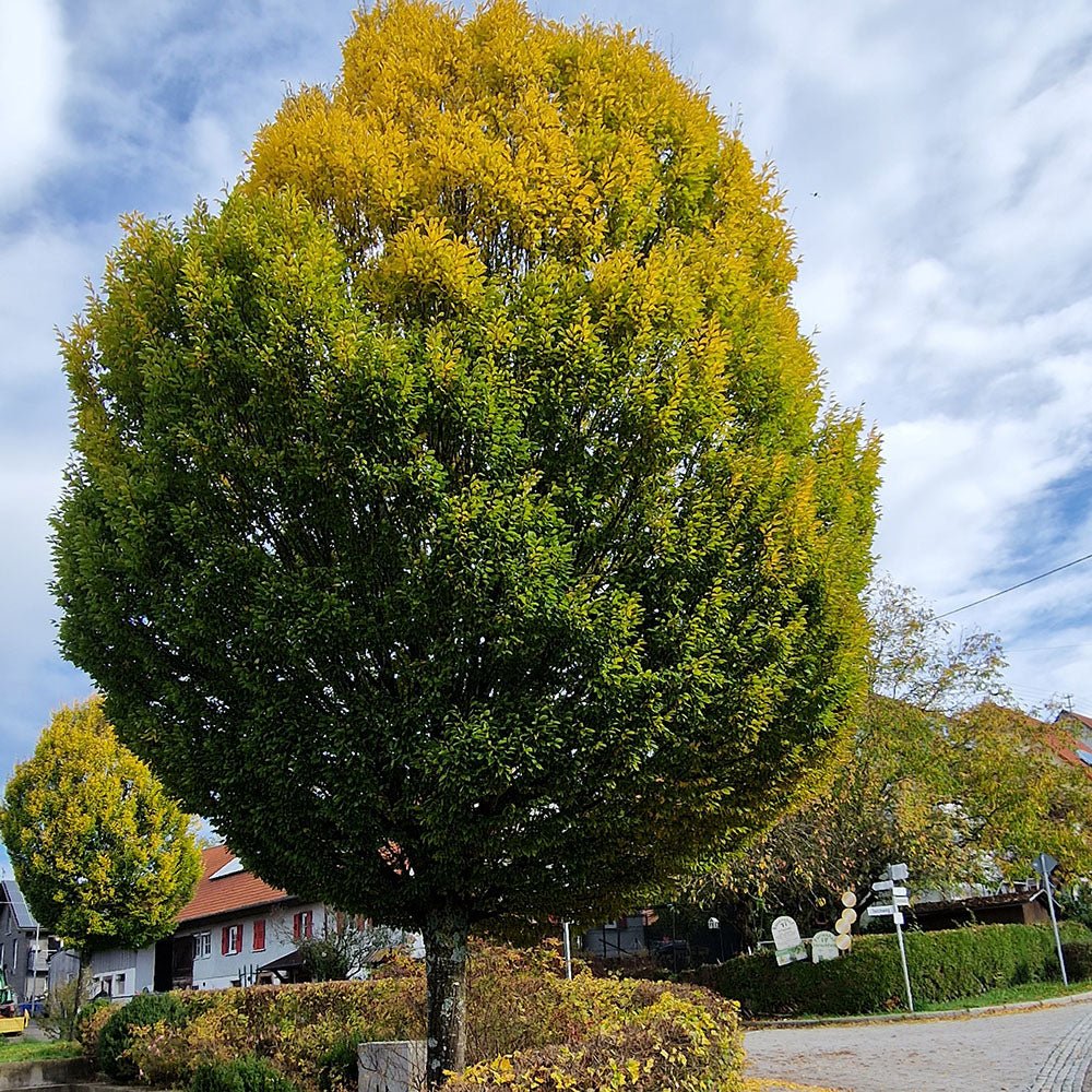 Carpen Monument (Carpinus betulus) - VERDENA-80-100 cm la livrare in ghiveci de 10 L