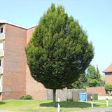 Carpen Monument (Carpinus betulus) - VERDENA-80-100 cm la livrare in ghiveci de 10 L