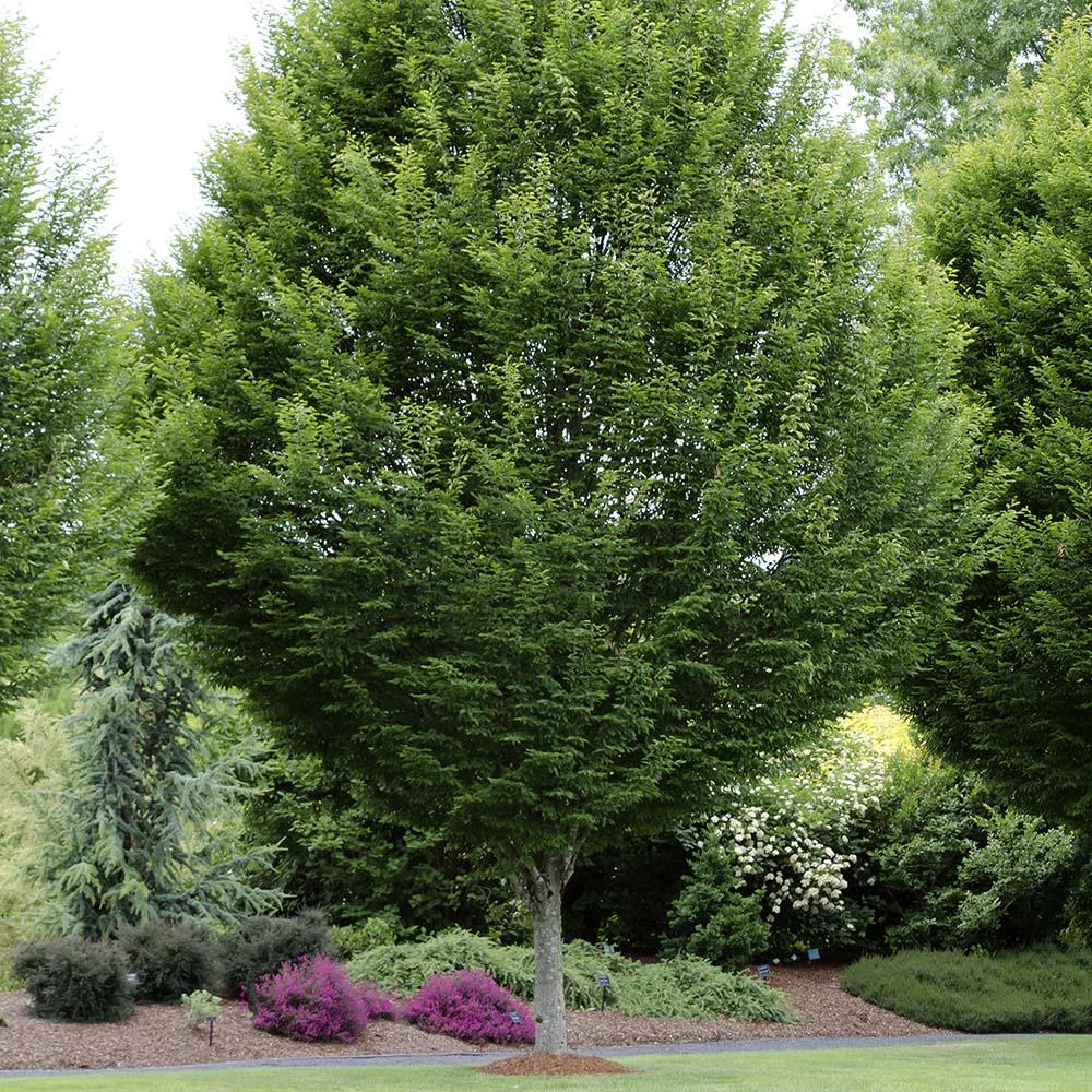 Carpen Monumentalis (Carpinus Betulus) - VERDENA-50-60 cm inaltime, livrat in ghiveci de 10 l