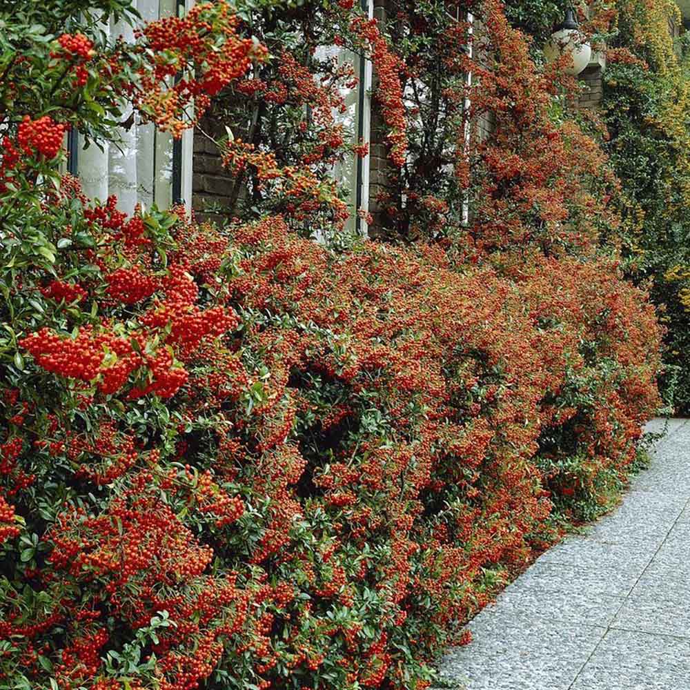 Catina ornamentala (Pyrachanta Red Column) - VERDENA-65 cm inaltime in ghiveci de 2 L