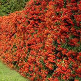 Catina ornamentala (Pyrachanta Red Column) - VERDENA-65 cm inaltime in ghiveci de 2 L